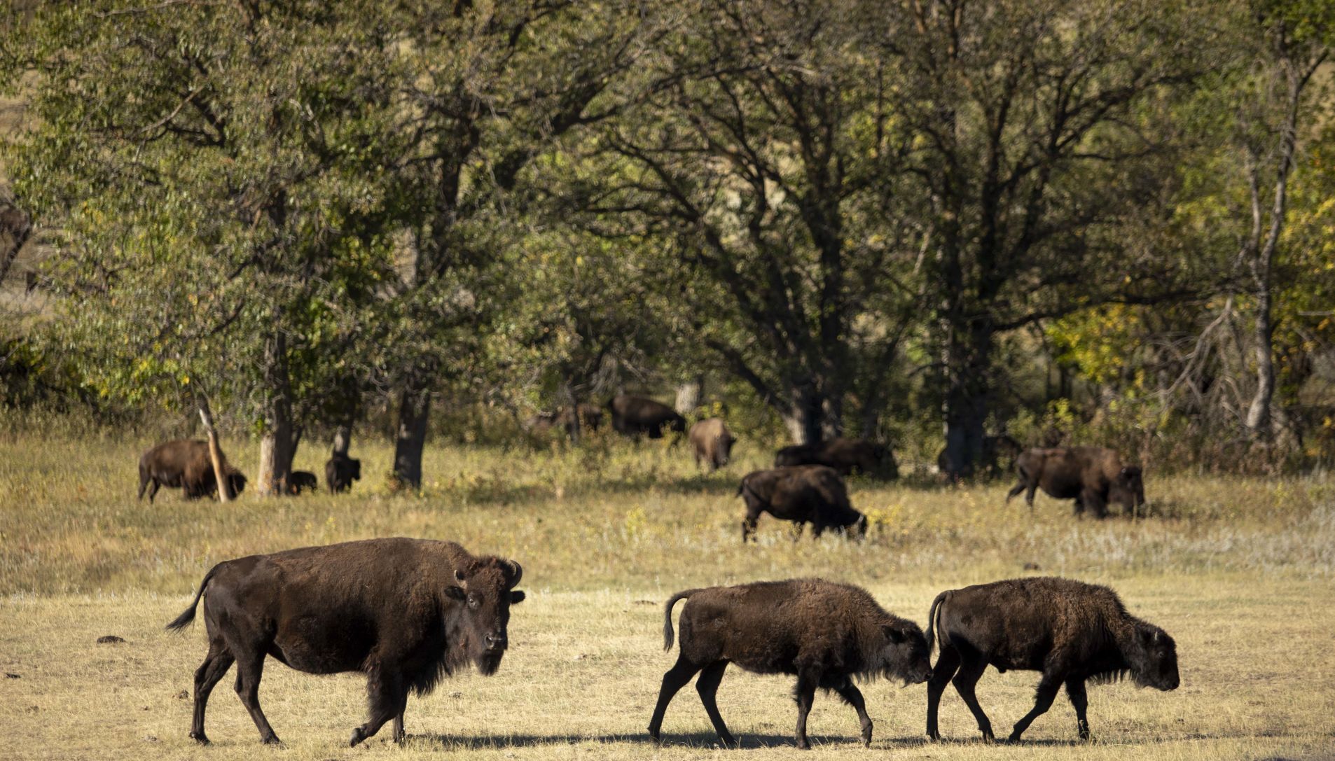 Buffalo 1